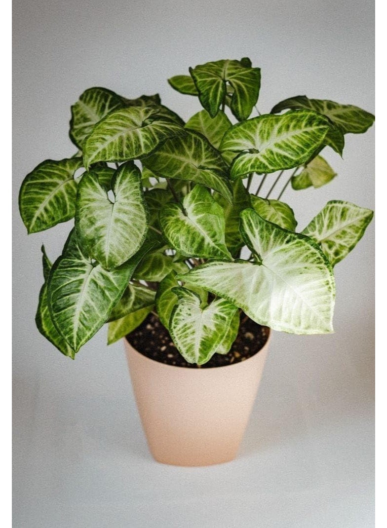 نبات سينجونيوم بودوفيلوم، نبات داخلي مورق، أوراق خضراء منقطة، نبات زينة للمنزل - Image 2